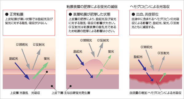 蛍光減弱のしくみ