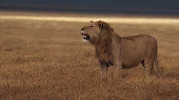 Iwago 動物写真家 岩合光昭 オリンパス Iwago 動物写真家 岩合光昭 オリンパス