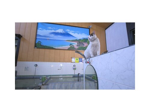 Iwago 動物写真家 岩合光昭 オリンパス Iwago 動物写真家 岩合光昭 オリンパス