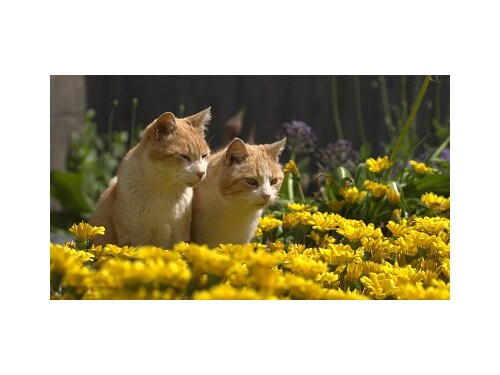 Iwago 動物写真家 岩合光昭 オリンパス