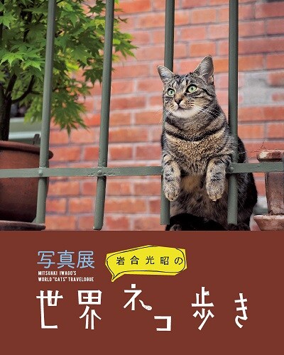 写真展 岩合光昭の世界ネコ歩き 開催のお知らせ 東京都 Iwago News Iwago 動物写真家 岩合光昭 オリンパス