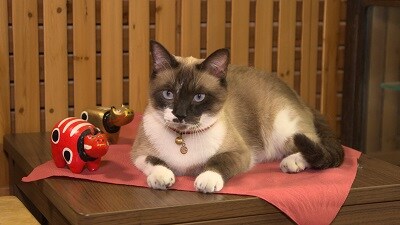Tv 8月の世界ネコ歩きは 会津 福島 Iwago News Iwago 動物写真家 岩合光昭 オリンパス Tv 8月の世界ネコ歩きは 会津 福島 Iwago News Iwago 動物写真家 岩合光昭 オリンパス