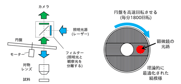 図1 スピニングディスク超解像顕微鏡法の模式図