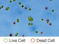 細胞のカウント結果画面