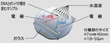 DNA分解・抽出モジュール