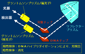 折返し光路型比較エリプソメータの原理、構成