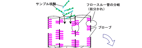 マイクロアレイの構造図