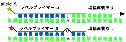 allele A