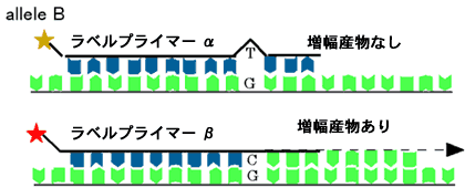 allele B