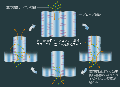 PamCLIP(R)ハイブリダイゼーション様式