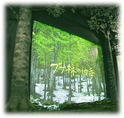 ひと未来館の大型展示映像「ブナ林の四季」投影イメージ