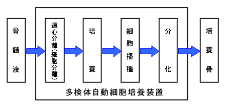 多検体自動細胞培養装置試作機の工程図（培養骨作製の例）