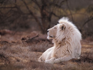 伝説のライオンと言われたホワイトライオン