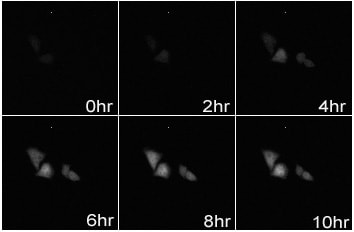 【「発光イメージング技術」による細胞の発光観察例】