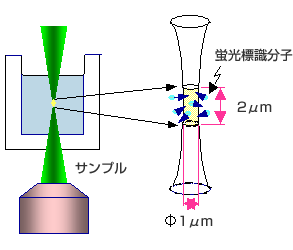 共焦点蛍光顕微鏡の光学系で蛍光を検出