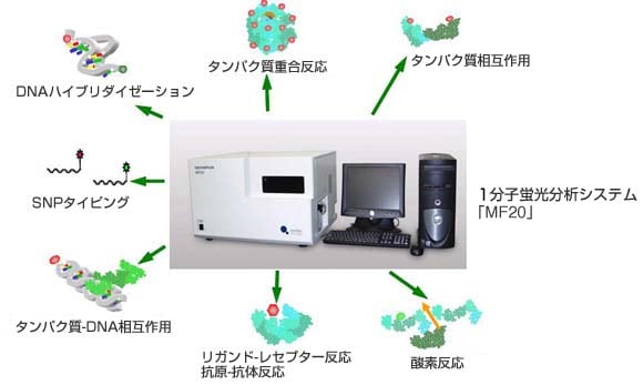 1分子蛍光分析技術の応用例について