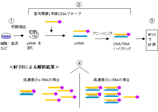 実験手順