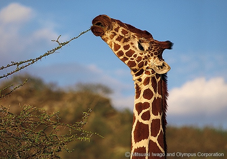 ケニア/サンブル国立保護区。網目模様が美しいアミメキリンは、ケニアの丘陵地帯に生息する。