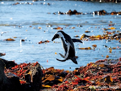 ケープペンギン/ナミビア・ハリファックス島 2011年撮影 ケープペンギン/ナミビア・ハリファックス島 2011年撮影